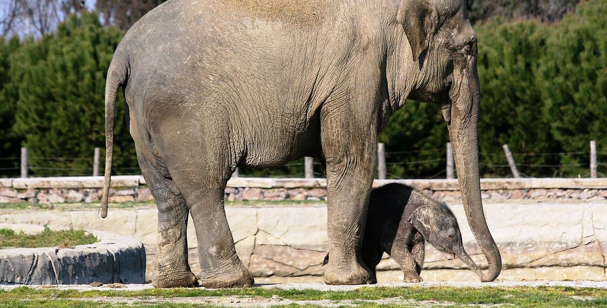 Wildpark Izmir