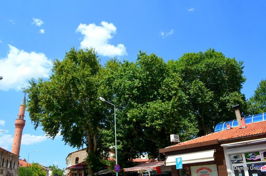 Historischer Platanenbaum