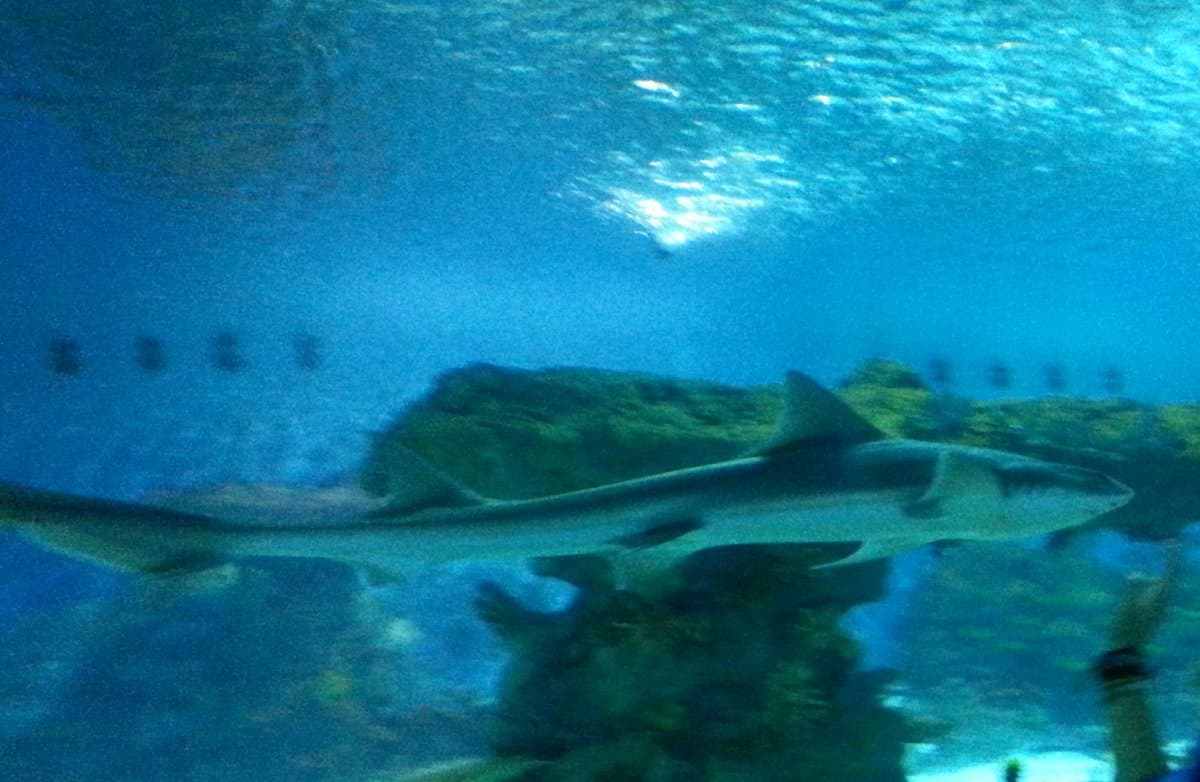 Akvaryum Dunyasi Aquarium