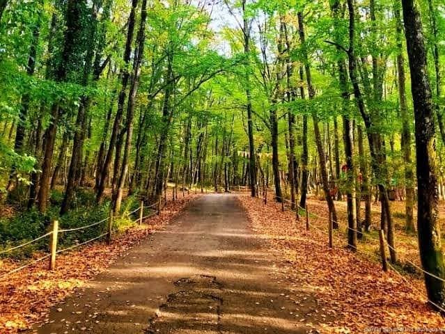 Belgrader Wald