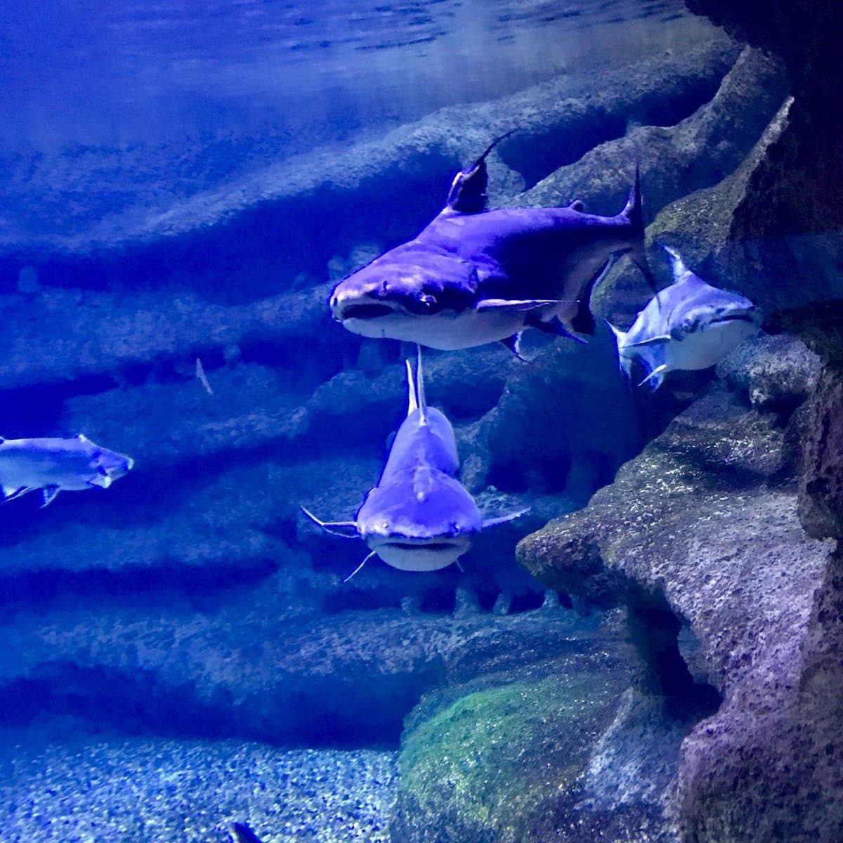 Zoo der Stadtverwaltung Eskişehir