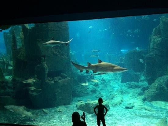 Istanbul Aquarium