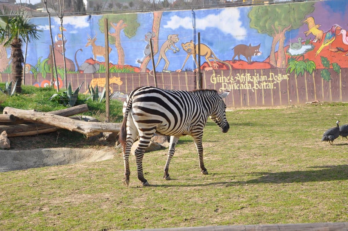 Bogazici Zoo
