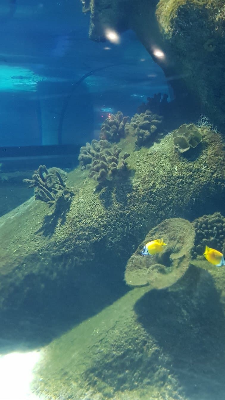 Aqua Vega Aquarium