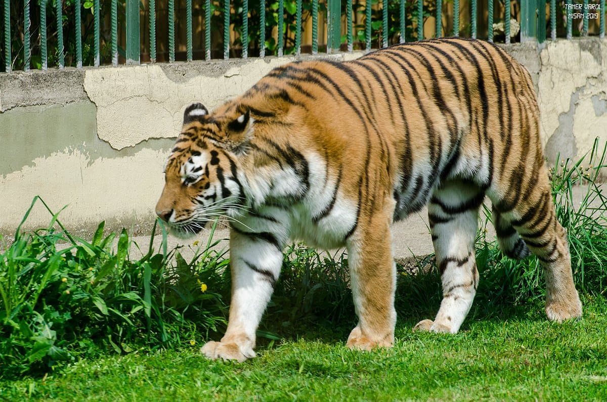 Faruk Yalcin Zoo
